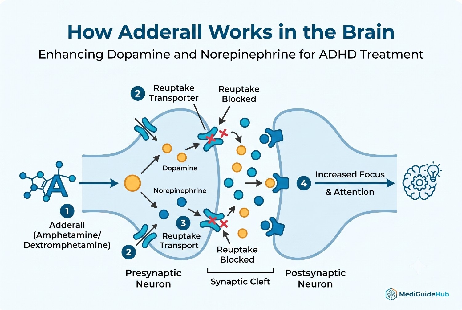 Adderall mechanism of action - dopamine and norepinephrine enhancement in the brain